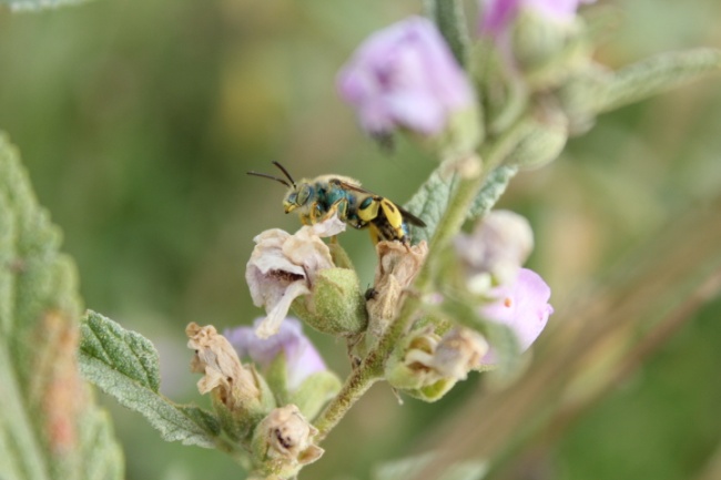 foto:Uriel Maximino Retiz Lopez - lo hecho en México