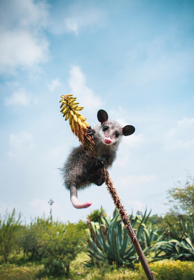 foto:Gustavo Isaac Mendoza Cruz  - lo hecho en México