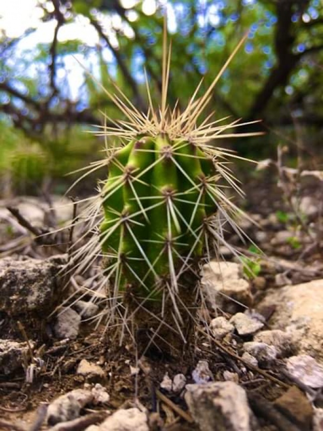 Daniel reyes rodriguez 