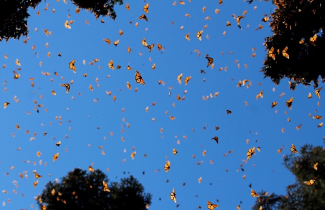 foto:Elisa Armenta Cruz  - lo hecho en México