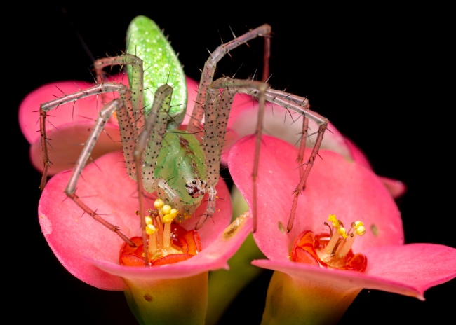 foto:José Martín Ceja Medina  - lo hecho en México