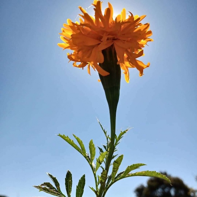 foto:Alejandro Trinidad Rojas Flores  - lo hecho en México