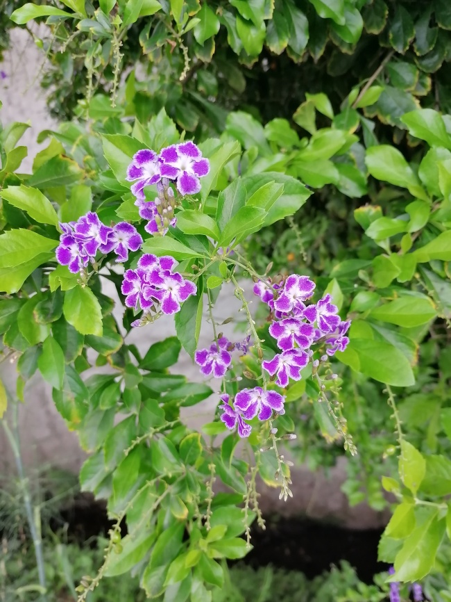 foto:Lucia Carmona Hernandez  - lo hecho en México