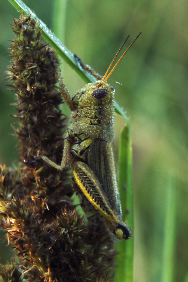 foto:José Antonio Valdez Orozco - lo hecho en México