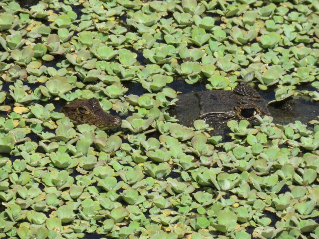 foto:RAMÓN ALBERTO FLORES MORENO - lo hecho en México