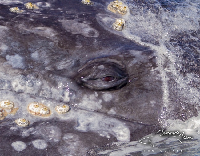 foto:Armando Abreu Soriano  - lo hecho en México