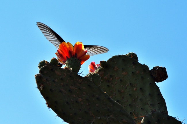 foto:Daniel Israel Solano Jandete - lo hecho en México