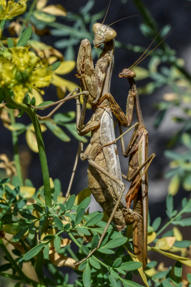 foto:Demetrio Urias Donado sotomayor - lo hecho en México