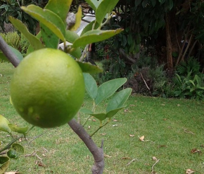 foto:Camila Enriquez - lo hecho en México