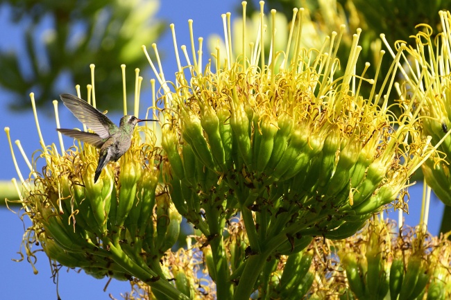 foto:Maria de Lourdes Chapa de Zuazua - lo hecho en México