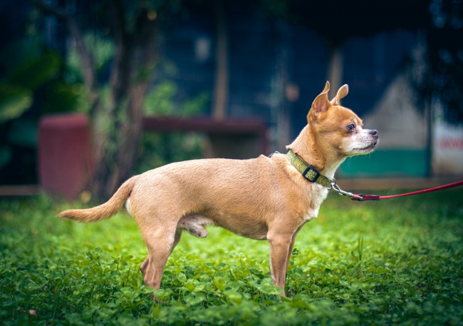 foto:Didier Alexander Martínez Garrido  - lo hecho en México