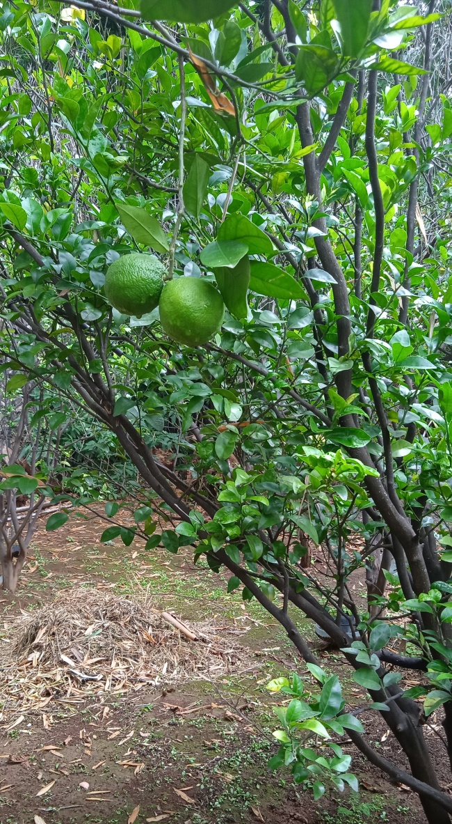 foto:Miguel Angel Centeno Vazquez - lo hecho en México