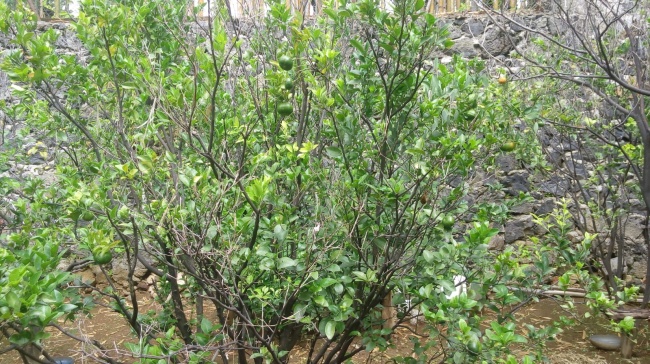 foto:Alina Samantha Peralta - lo hecho en México