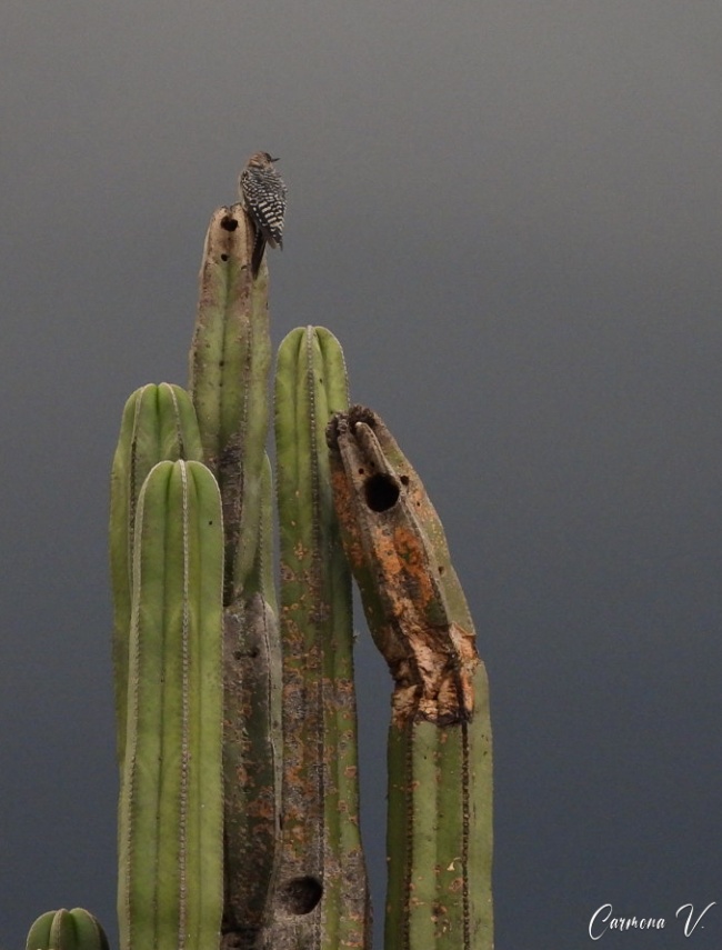 foto:Juan Manuel Carmona Victoria  - lo hecho en México