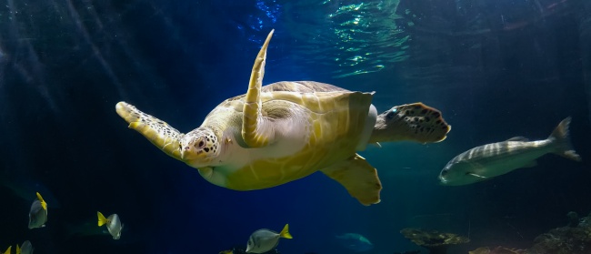 foto:Antonio de jesus serralde leal - lo hecho en México