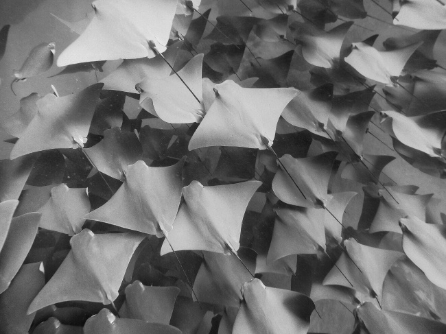 foto:Samuel Resendiz Jimenez - lo hecho en México