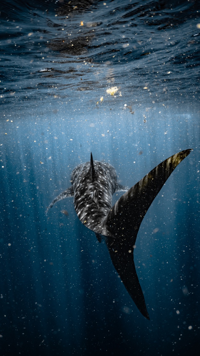 foto:GERARDO COSGAYA SOSA - lo hecho en México