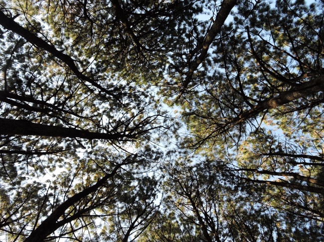 foto:Reynaldo Jiménez Ramírez  - lo hecho en México