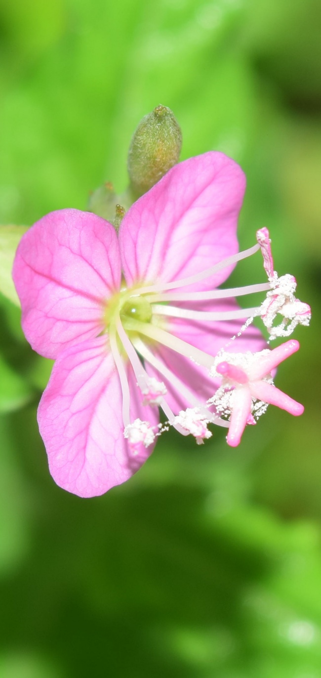 foto:Fernando Gabriel Illescas Beltrán  - lo hecho en México