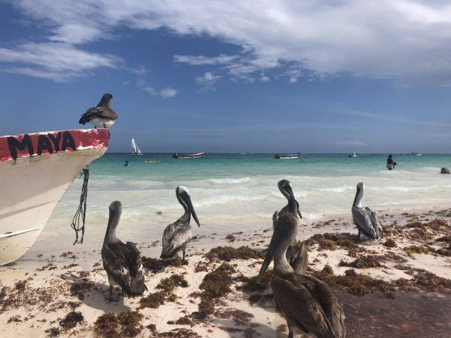 foto:José Esteban montalvo Aguilar  - lo hecho en México