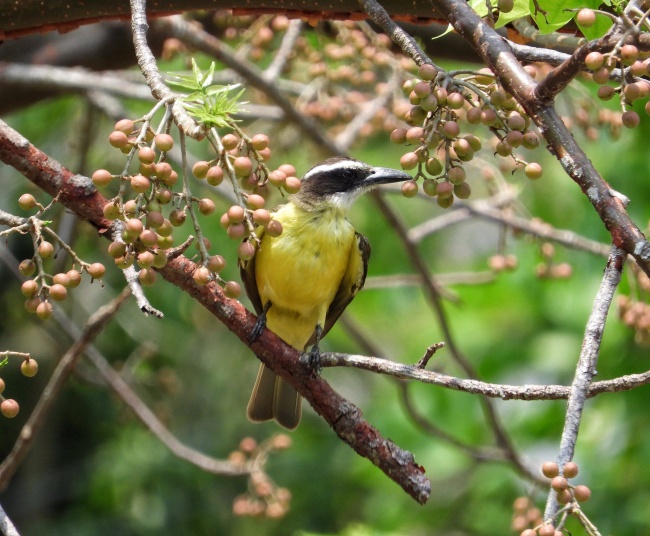 foto:Senén Fernández Espino - lo hecho en México