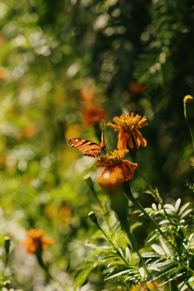foto:hector hugo feregrino barron - lo hecho en México