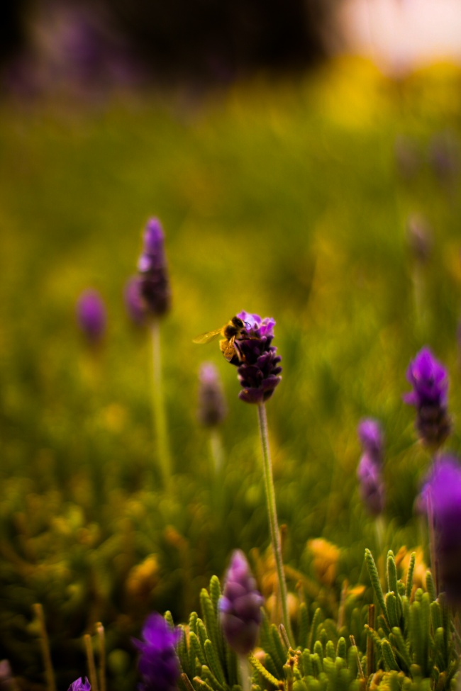 foto:Jesus alejandro cruz villalva - lo hecho en México