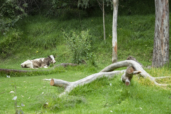 foto:Paola Patricia Pieraldi Somarriba - lo hecho en México