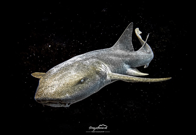 foto:Diego Alexander Coronel Rivera - lo hecho en México