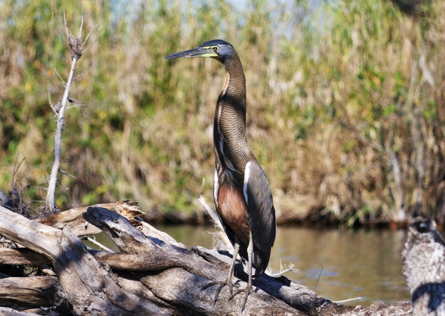 foto:JOAQUIN CHAVEZ PEREZ - lo hecho en México