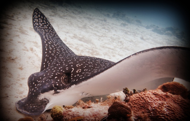 foto:Guillermo Reta - lo hecho en México