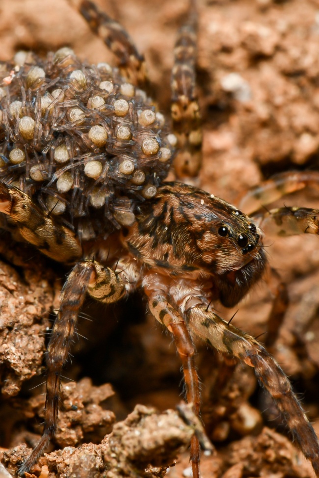 foto:Tomás Valdivia Pérez   - lo hecho en México