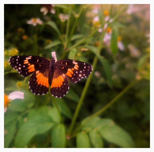 foto:Jesús Guadalupe Peña Pacheco  - lo hecho en México
