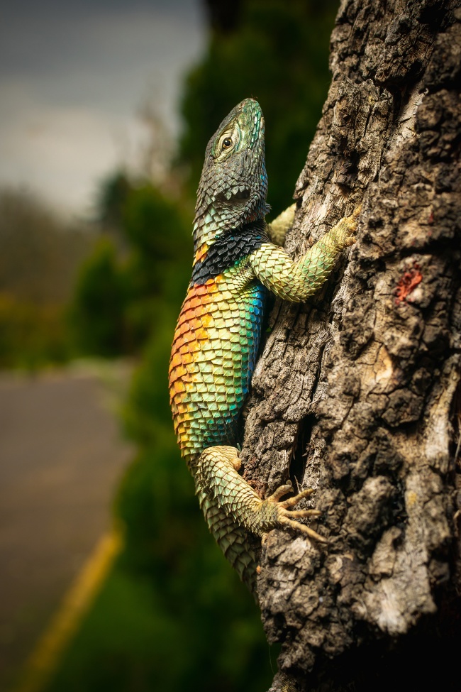 foto:LUIS MERLOS VEGA  - lo hecho en México