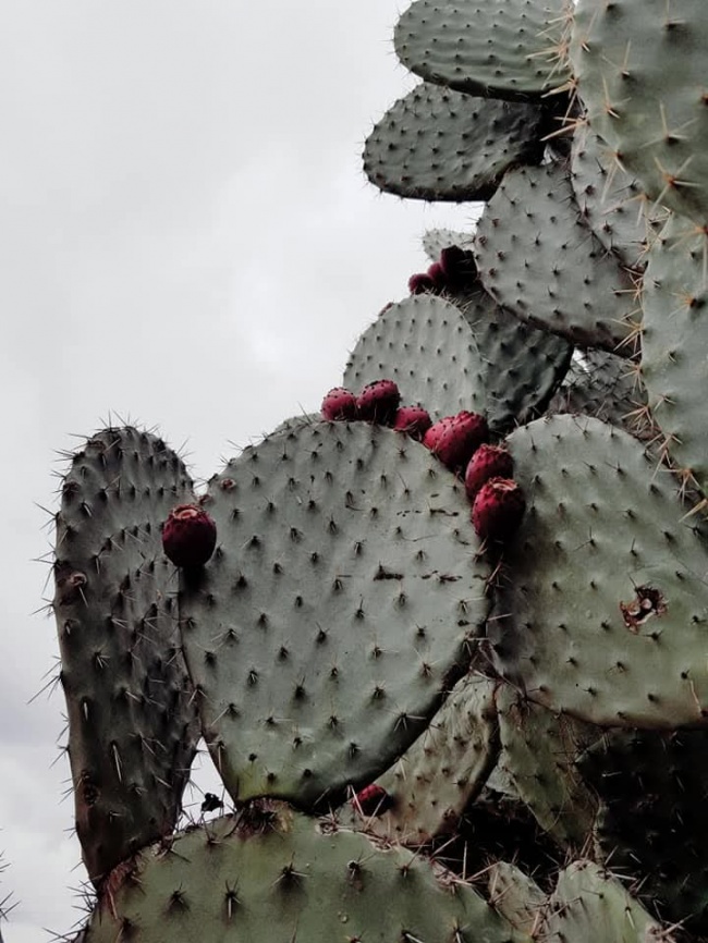 foto:Raquel Flores Zapata  - lo hecho en México