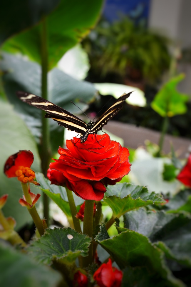 foto:Luis Alfredo Reyes Alvarez  - lo hecho en México