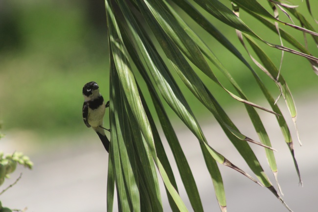 foto:Carlos Miguel Gutierrez   - lo hecho en México