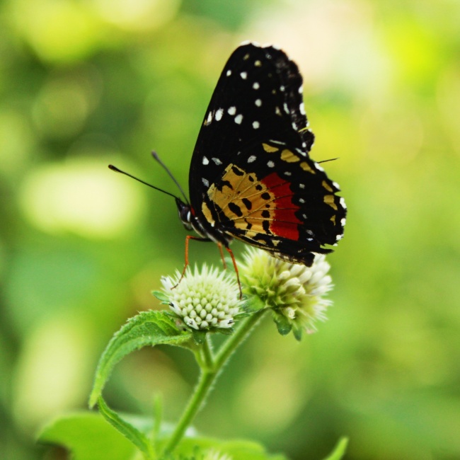 foto:Janet Renteria García   - lo hecho en México