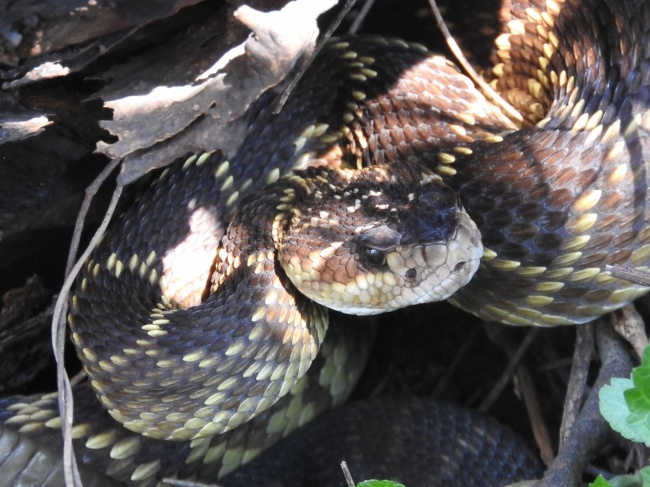 foto:Francisco Xavier Delgado Moreno  - lo hecho en México