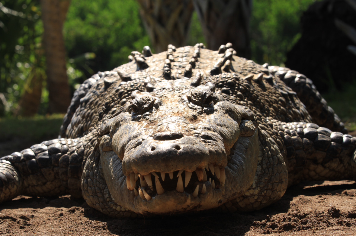 foto:José Federico Valdez Viveros  - lo hecho en México