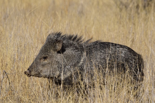 foto:Alfredo Andrés Gutiérrez González  - lo hecho en México
