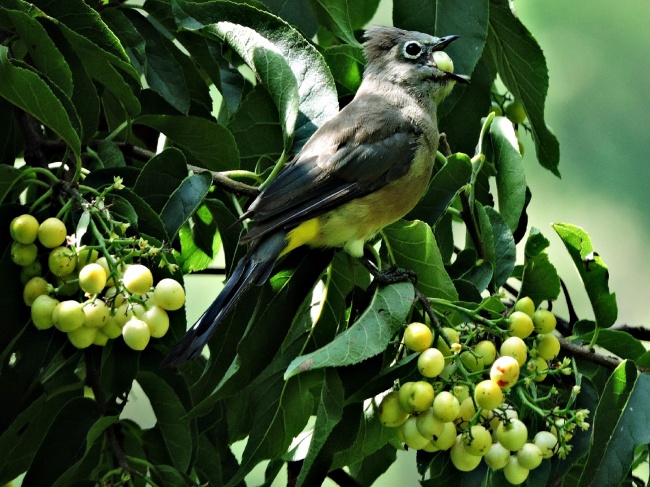 foto:luis angel bedolla arreola  - lo hecho en México