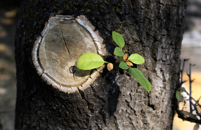 foto:Edgar Uriel Ponce Magaña  - lo hecho en México