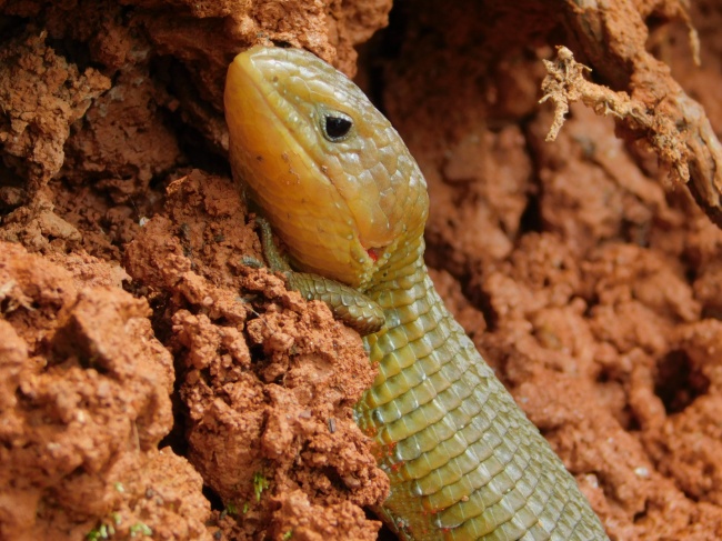 foto:Itzel Aguas Garcia   - lo hecho en México