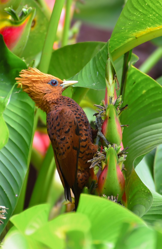 foto:Guadalupe De Jesus Ruiz Perez  - lo hecho en México