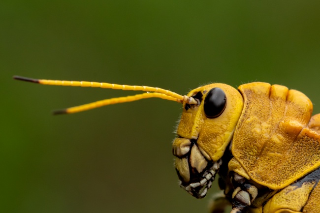 foto:Eduardo Emilio Bejarano Martínez  - lo hecho en México