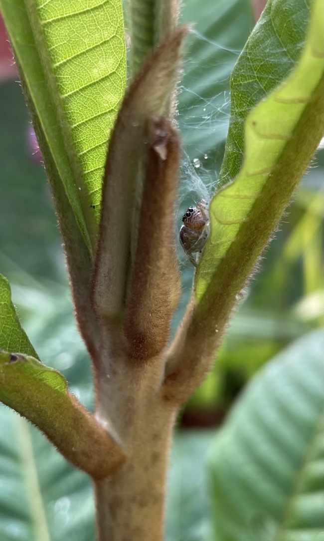 foto:Ramirez Colina   - lo hecho en México