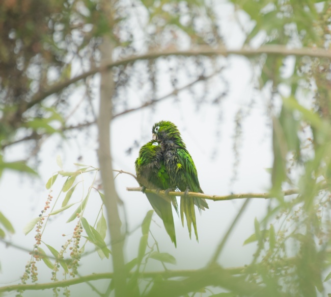 foto:Jesús Antonio Rodriguez de los santos   - lo hecho en México