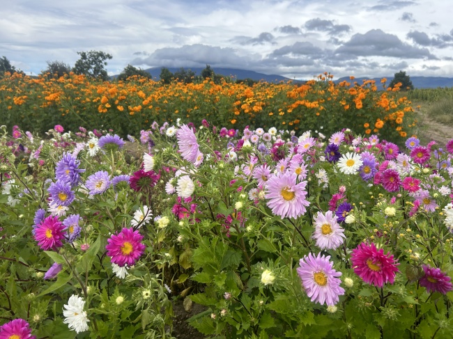 foto:Gabriela Escamilla Serrato   - lo hecho en México