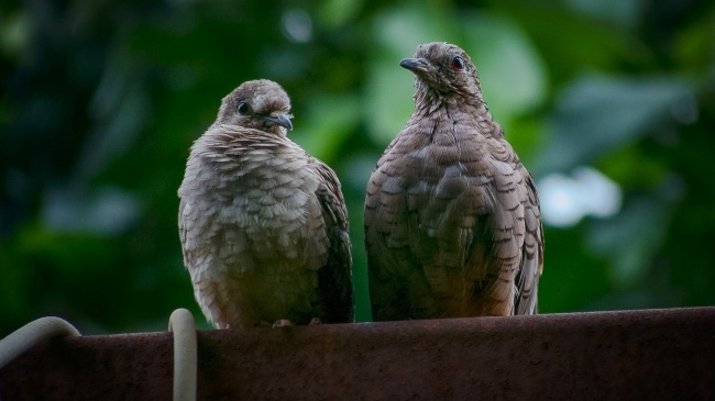 foto:Isaac lomas Ibarria   - lo hecho en México